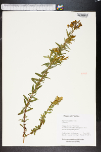 Hypericum cistifolium image