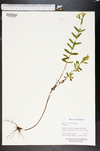 Hypericum cistifolium image