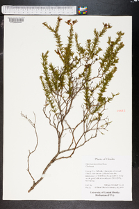 Hypericum fasciculatum image