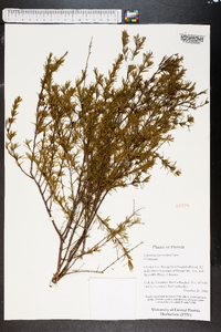 Hypericum fasciculatum image