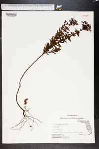 Hypericum cistifolium image