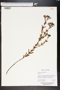 Hypericum cistifolium image