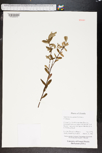 Hypericum crux-andreae image