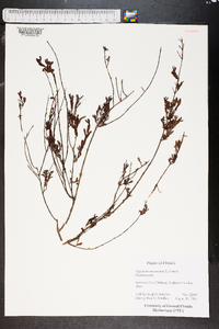 Hypericum crux-andreae image