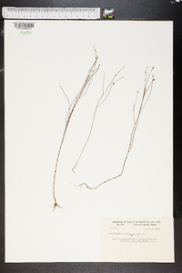 Sarothra gentianoides image