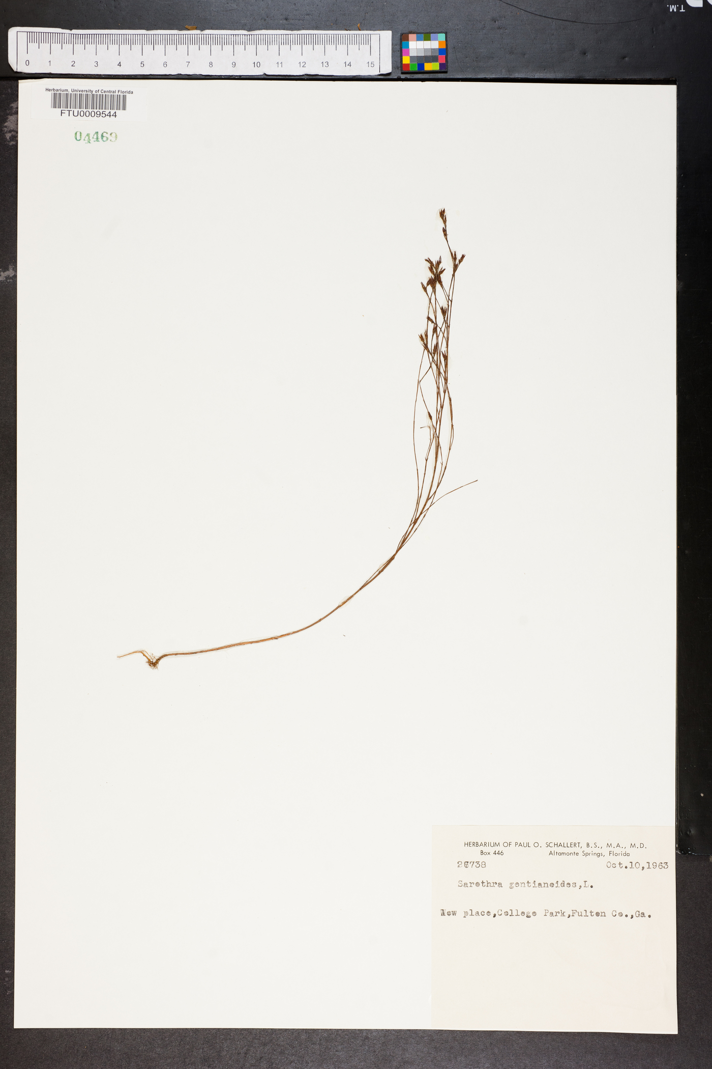 Sarothra gentianoides image