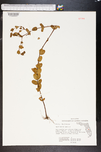 Hypericum tetrapetalum image