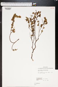 Hypericum tetrapetalum image