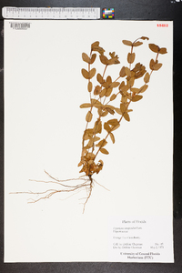 Hypericum tetrapetalum image