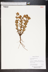 Hypericum tetrapetalum image