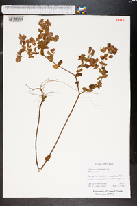 Hypericum tetrapetalum image