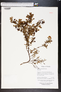 Hypericum tetrapetalum image