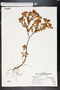 Hypericum tetrapetalum image