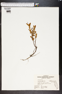 Hypericum tetrapetalum image