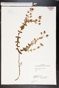 Hypericum tetrapetalum image