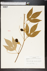 Passiflora incarnata image