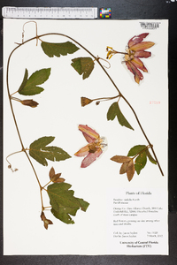 Passiflora vitifolia image