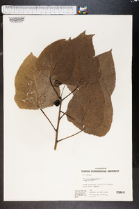 Populus heterophylla image