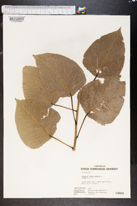 Populus heterophylla image