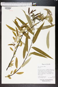 Salix caroliniana image