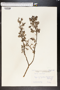 Salix aurita image