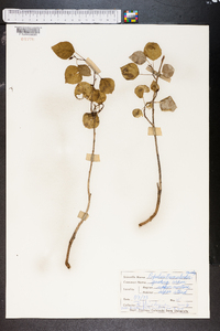 Populus tremula image