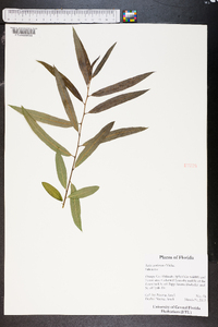 Salix caroliniana image