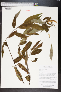 Salix caroliniana image