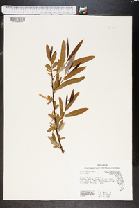 Salix caroliniana image