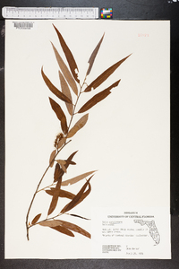 Salix caroliniana image