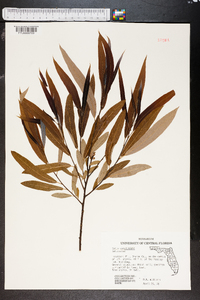 Salix caroliniana image