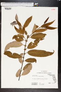 Salix caroliniana image