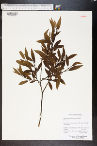 Salix tweedyi image