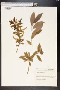 Salix triandra image