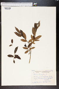 Salix triandra image