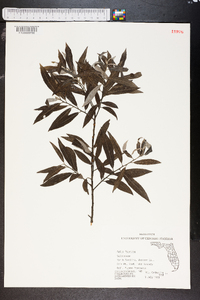 Salix sericea image