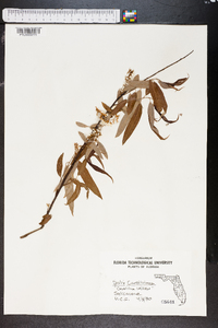 Salix caroliniana image