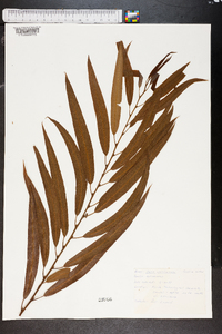 Salix caroliniana image