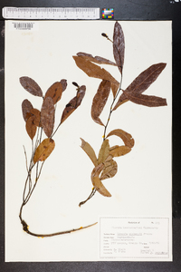 Licania michauxii image