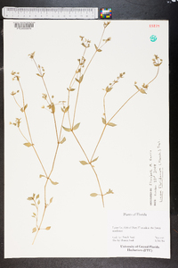 Linum floridanum image