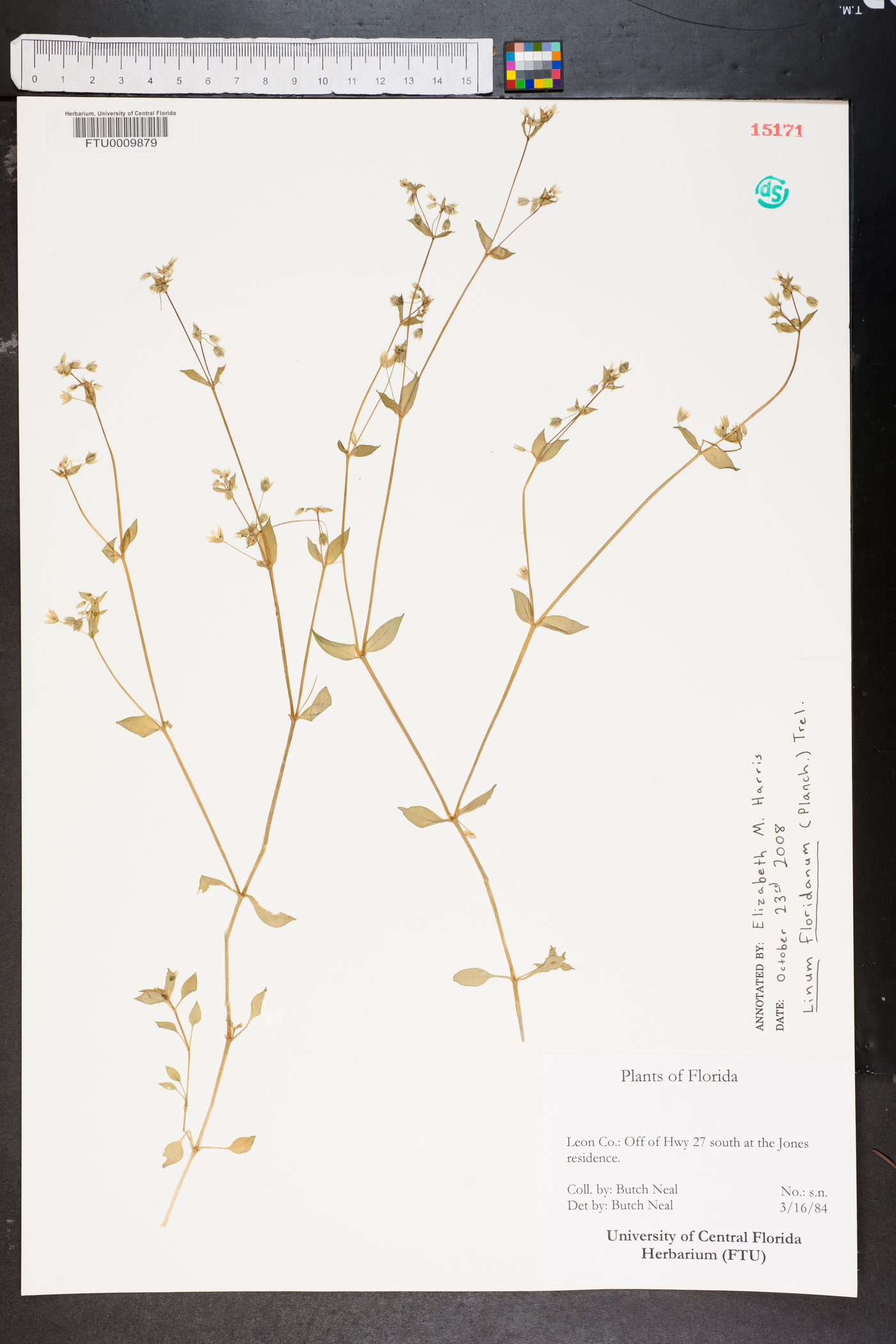 Linum floridanum image