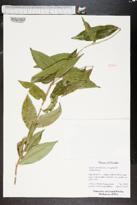 Drypetes lateriflora image