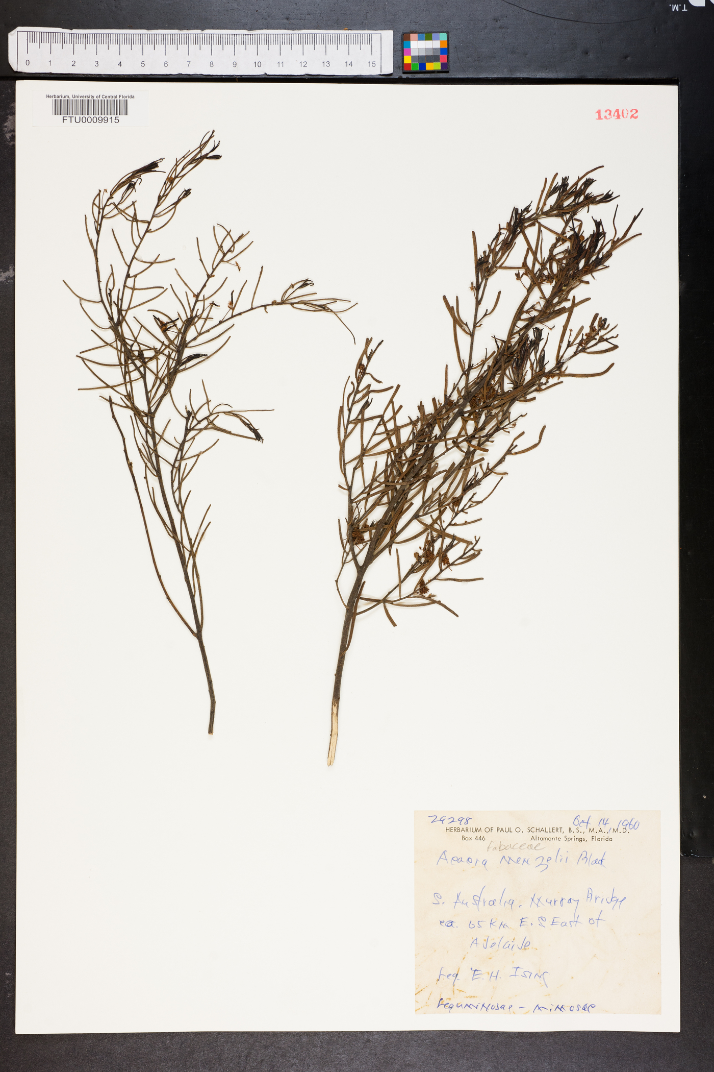 Acacia menzelii image