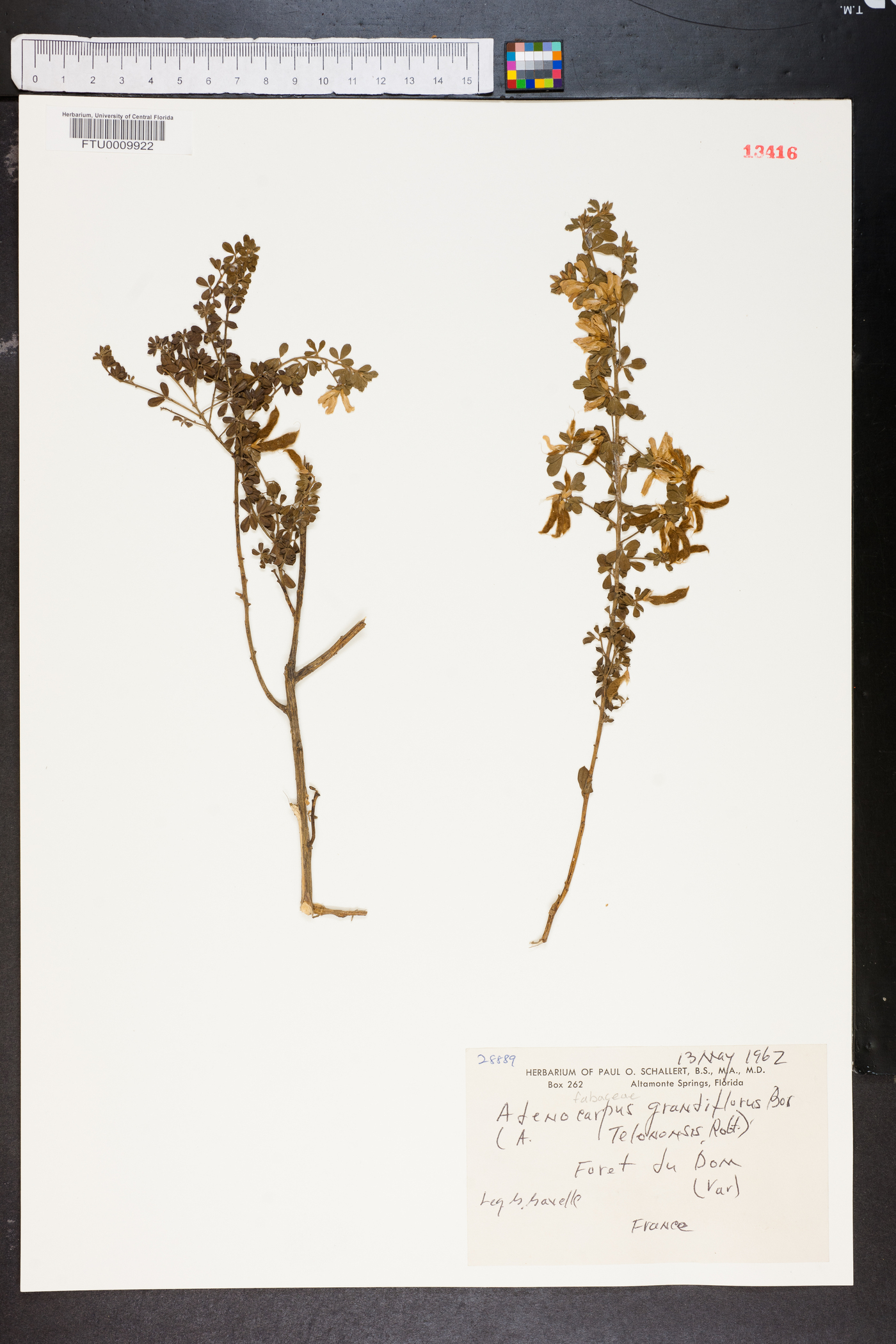 Adenocarpus telonensis image