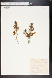 Acacia verticillata image