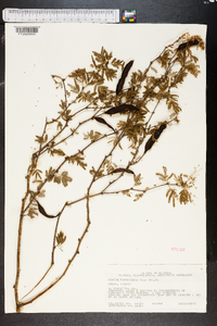 Vachellia farnesiana image