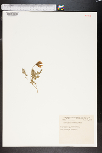 Astragalus hornii image