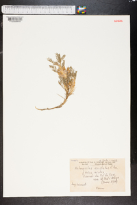 Astragalus aristatus image