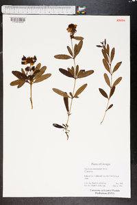 Hypericum moserianum image