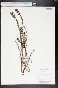 Hypericum piriai image